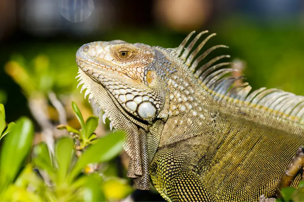 iguana iguana iguan